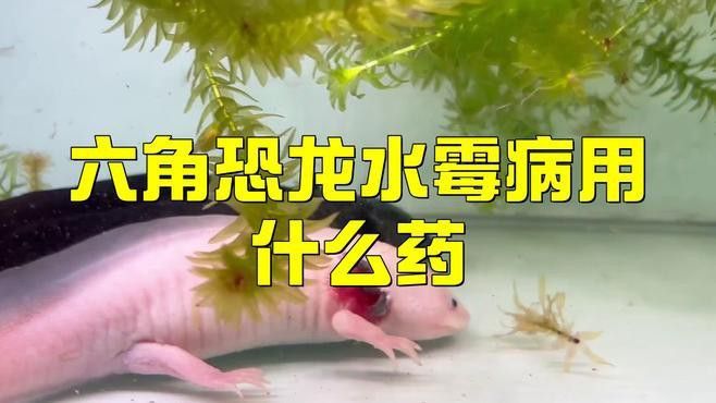 六角龍魚爛腳丫怎么治