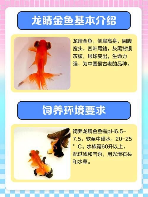哪里可以購買到龍睛魚？