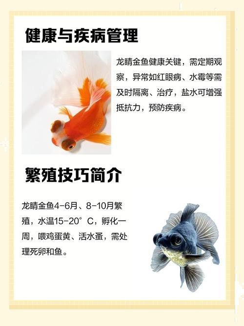 哪里可以購買到龍睛魚？