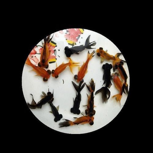 哪里可以購買到龍睛魚？