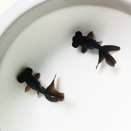 哪里可以購買到龍睛魚？