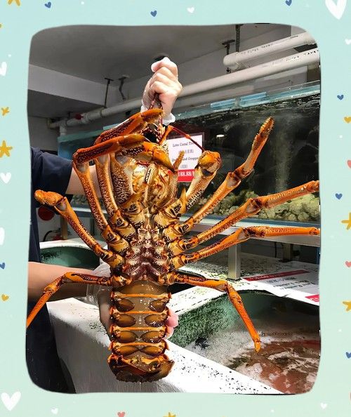 有沒有更多高清龍蝦攝影作品? 龍魚百科 第14張 有沒有更多高清龍蝦攝影作品? 有沒有更多高清龍蝦攝影作品? 龍魚百科 第14張