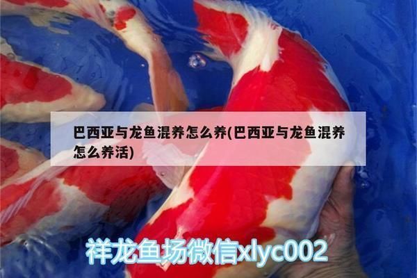 龍魚和巴西亞混養技巧（巴西亞和龍魚混養的注意事項）