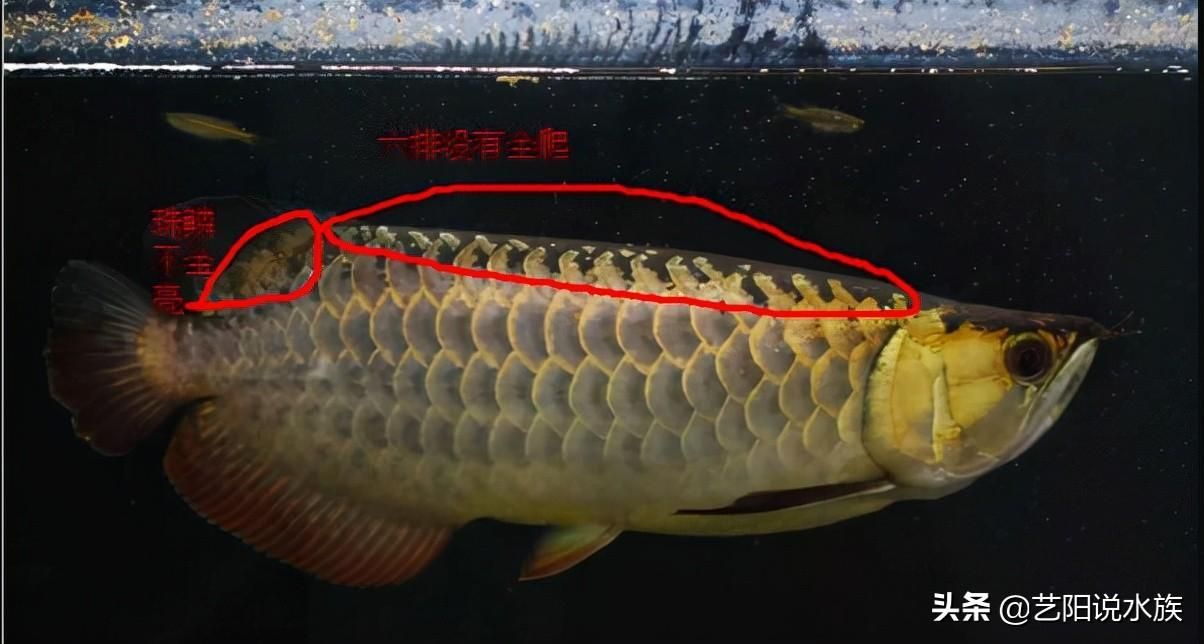 高背金龍魚和b過金龍魚的區別在哪（高背金龍魚與b過金龍魚的區別）