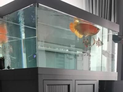 龍魚增色吃什么好一點圖片：如何自制龍魚增色飼料