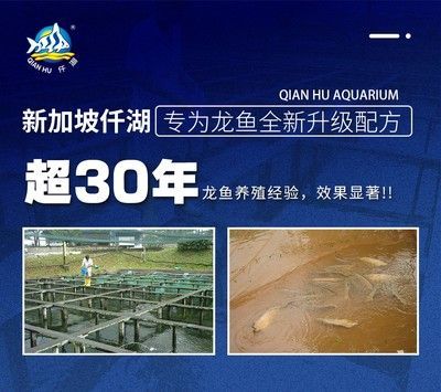 生肖鼠和生肖馬的人適合養龍魚，而生肖馬的人并不適合養龍魚：什么樣的人適合養龍魚？