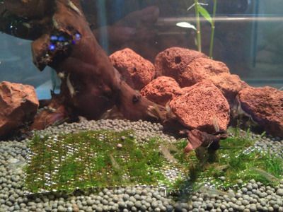 彩虹雷龍需要多大的魚缸：彩虹雷龍魚的飼養(yǎng)方式