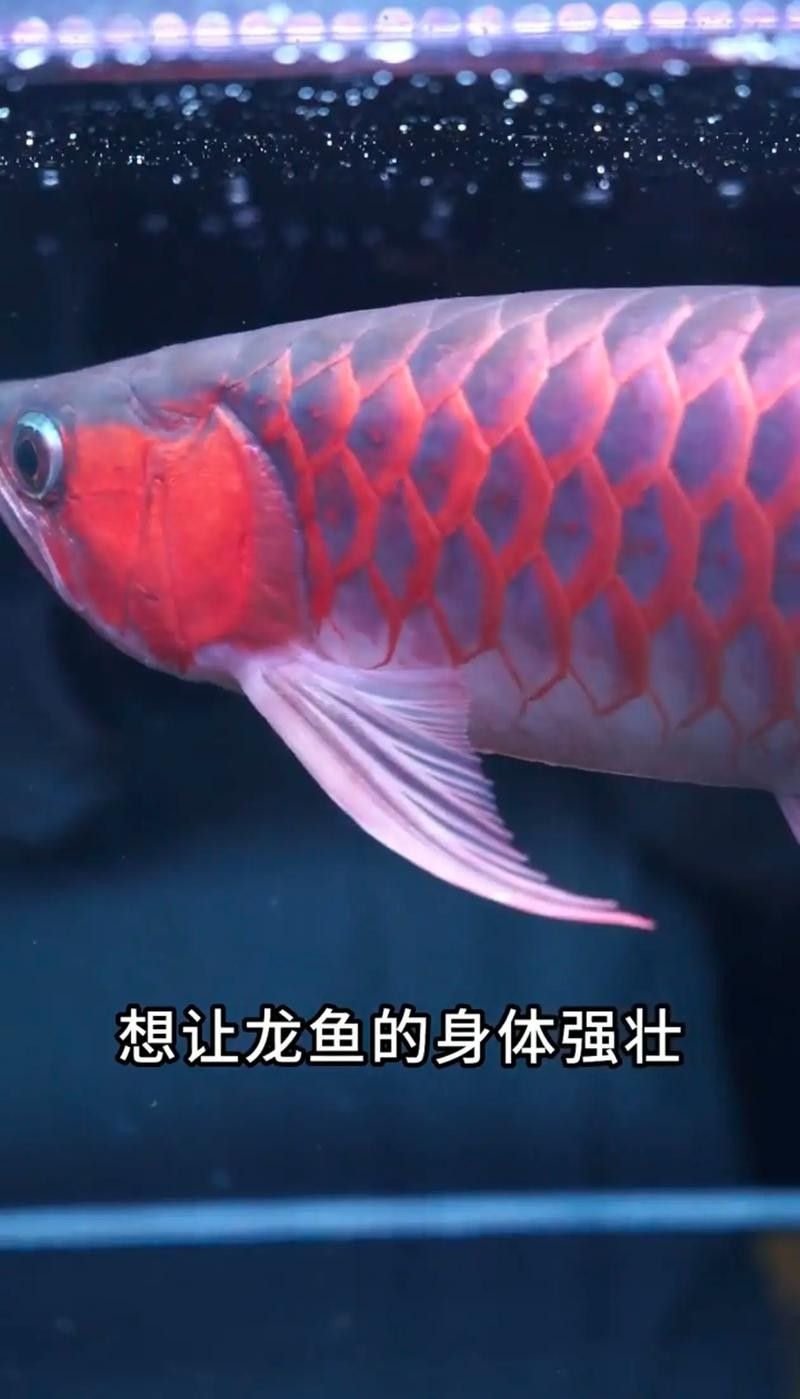 龍魚飼料哪個牌子好