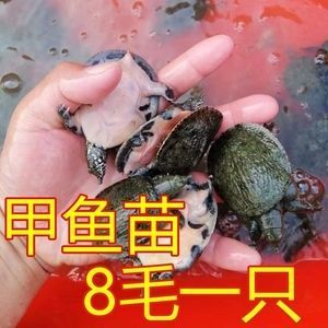 金龍魚膠的作用：金龍魚膠的作用與功效