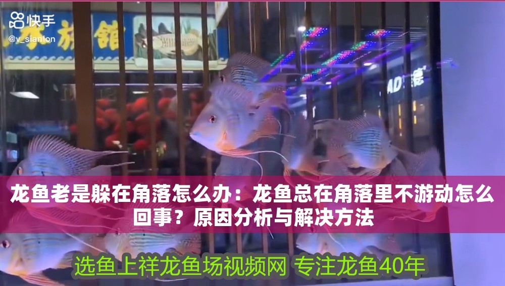 龍魚老是躲在角落怎么辦：龍魚總在角落里不游動怎么回事？原因分析與解決方法