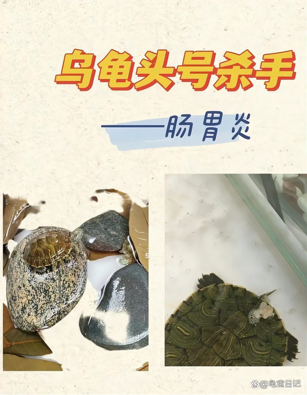 如何防治龜增色龍魚疾病