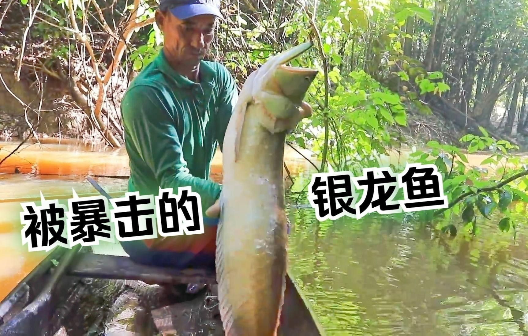 20厘米的七彩銀龍魚能長多大？