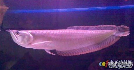家里養銀龍魚的寓意和風水講究是什么（養銀龍魚有什么風水講究）