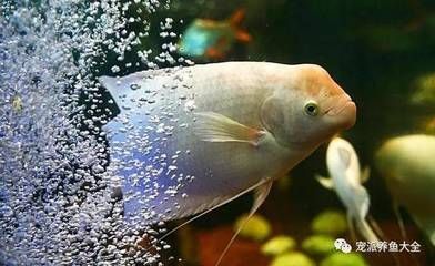 家里養銀龍魚的寓意和風水講究是什么（養銀龍魚有什么風水講究）