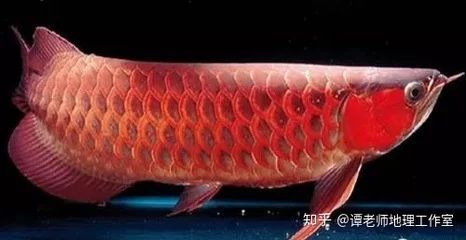 龍魚的生長速度詳解：龍魚的生長速度受到多種因素影響，龍魚生長速度詳解