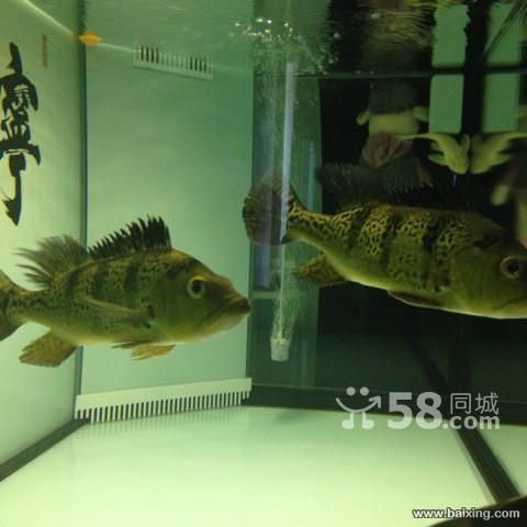 烏魯木齊哪兒買金龍魚便宜（新疆華凌市場）