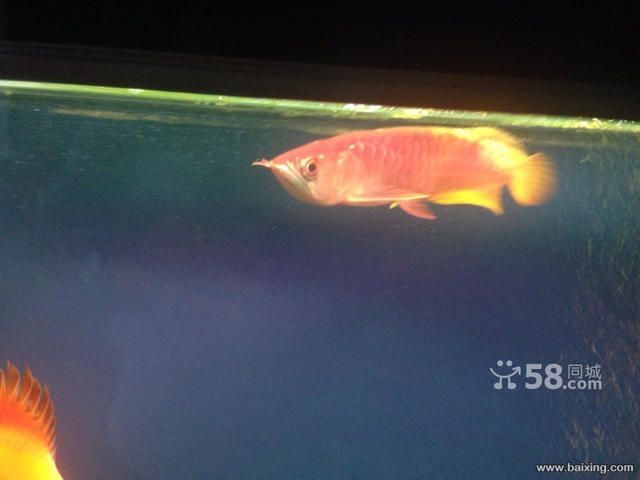 烏魯木齊哪兒買金龍魚便宜（新疆華凌市場）