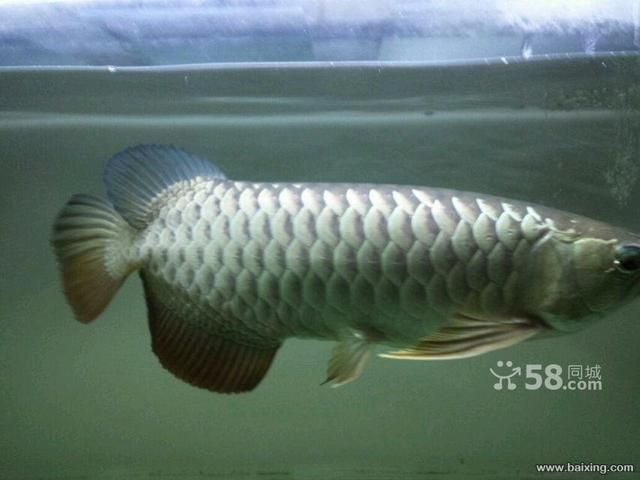 烏魯木齊哪兒買金龍魚便宜（新疆華凌市場）