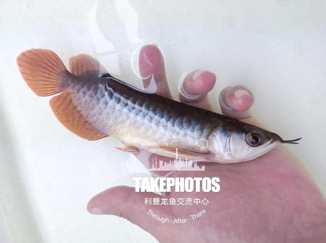 龍魚發色過程圖片欣賞大全圖