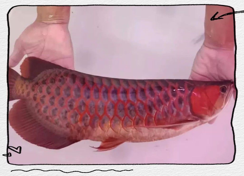 龍魚發色過程圖片欣賞大全圖
