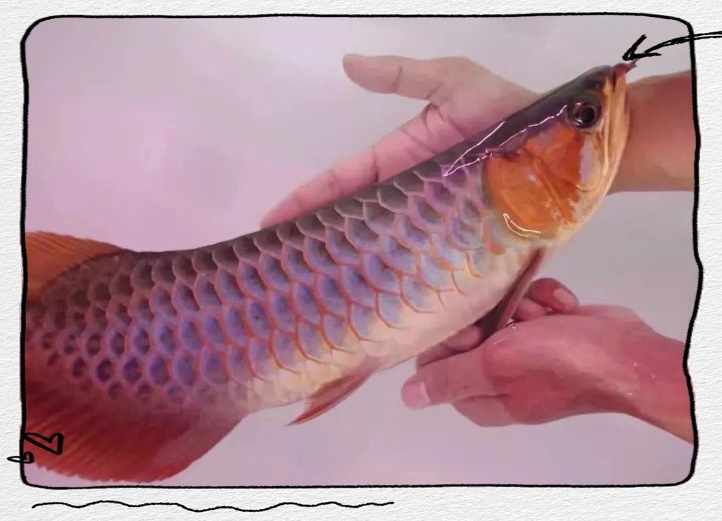 龍魚發色過程圖片欣賞大全圖