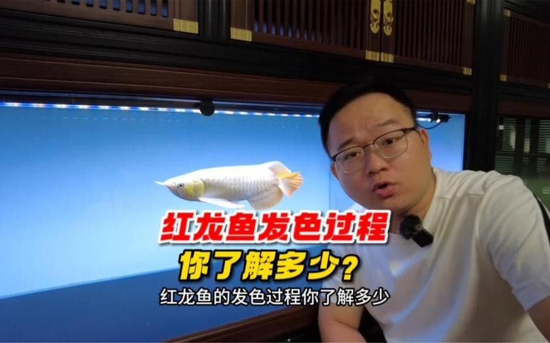 龍魚發色過程圖片欣賞大全圖