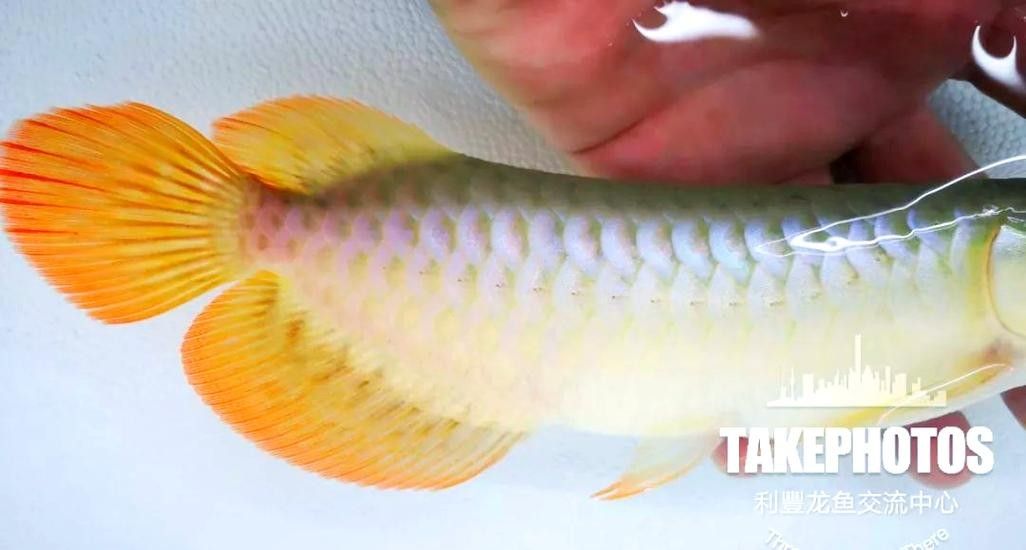 龍魚發色過程圖片欣賞大全圖