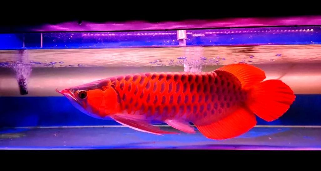 龍魚發色過程圖片欣賞大全圖