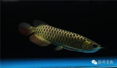 金龍魚 多少錢一條（關于“金龍魚多少錢一條”的查詢目前無法直接提供具體信息）