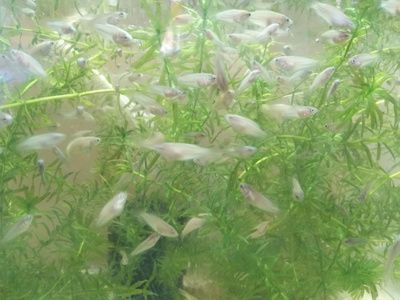 奶茶雷龍魚苗難養嗎怎么養：奶茶雷龍魚苗的飼養技巧和注意事項和注意事項