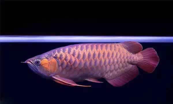 龍魚怎么打燈光的好看：如何為龍魚選擇和布置燈光