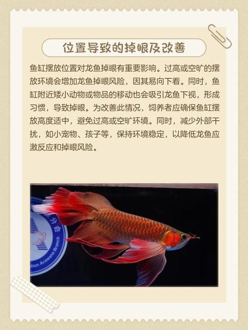 龍魚輕微掉眼怎么糾正圖片大全