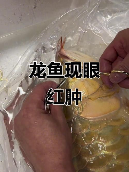 龍魚輕微掉眼怎么糾正圖片大全