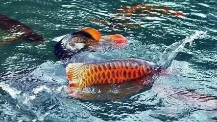 龍魚入新缸，龍魚入新缸需要更換魚缸時需要謹慎處理，龍魚入缸后需要注意什么
