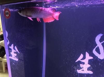 龍魚入新缸，龍魚入新缸需要更換魚缸時需要謹慎處理，龍魚入缸后需要注意什么