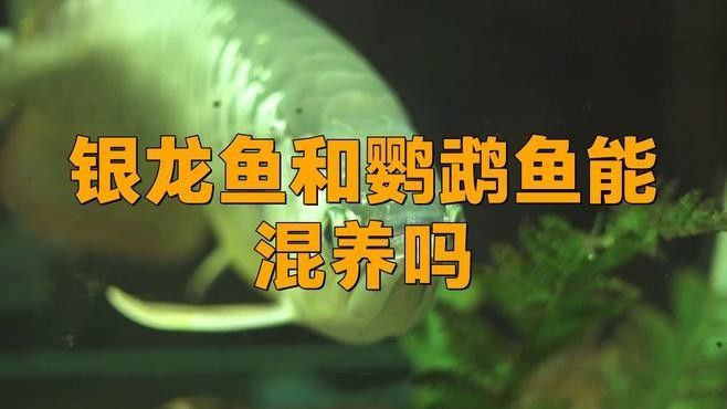 銀龍魚混養(yǎng)怎么搭配