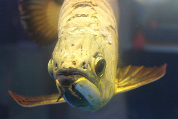 如何調理出龍魚好狀態（如何調理出健康的龍魚狀態）