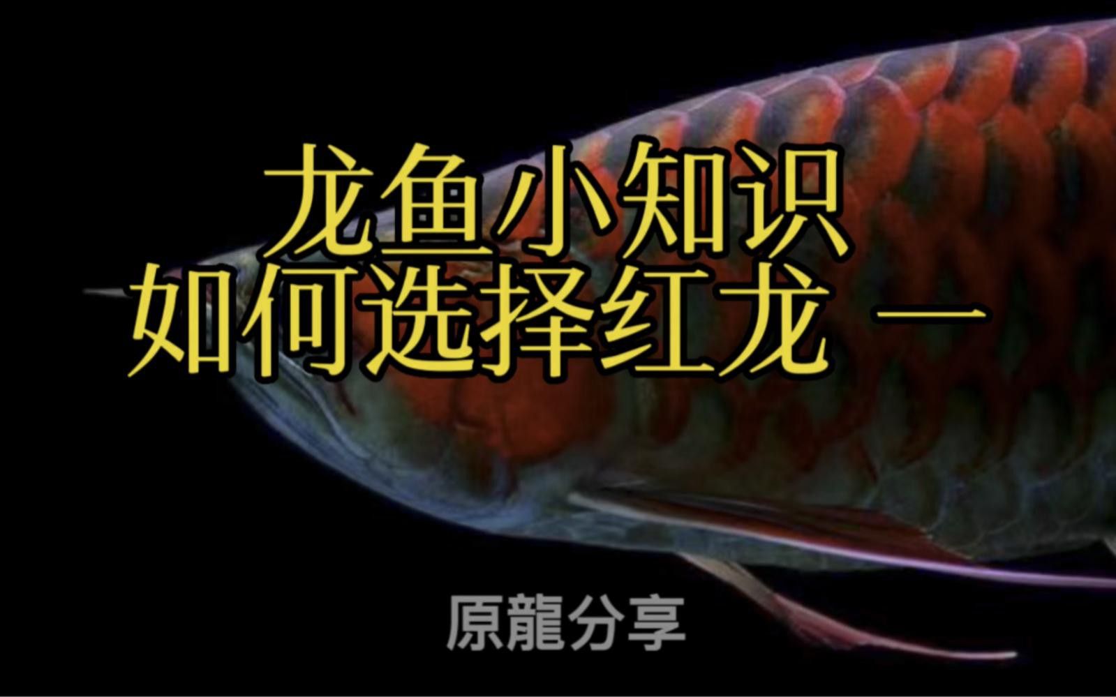 如何挑選互動性強的紅龍？