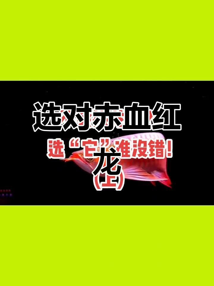 如何挑選互動性強的紅龍？