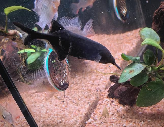 象鼻魚可以和龍魚混養嗎圖片大全