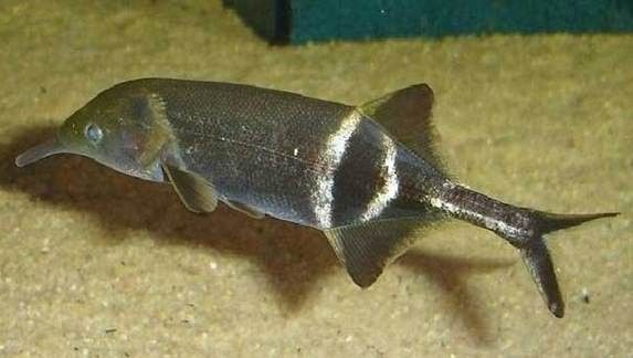 象鼻魚可以和龍魚混養嗎圖片大全