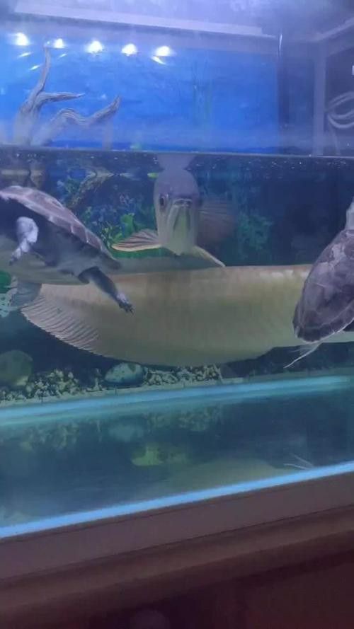 象鼻魚可以和龍魚混養嗎圖片大全