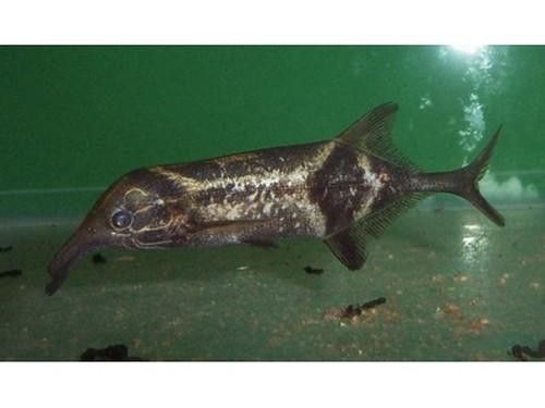 象鼻魚可以和龍魚混養嗎圖片大全