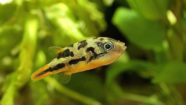 象鼻魚可以和龍魚混養嗎圖片大全