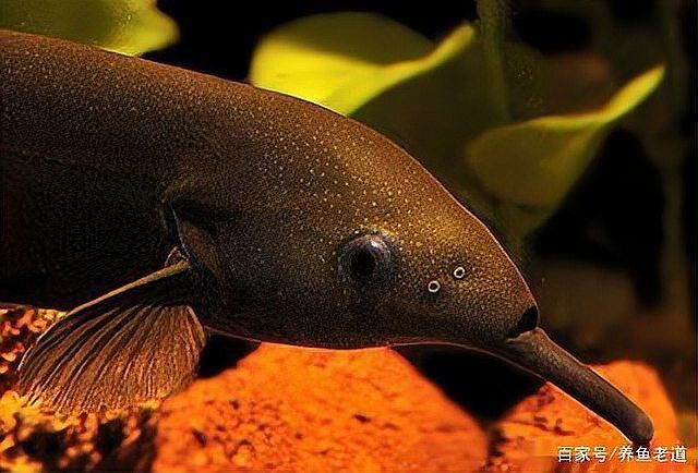 象鼻魚可以和龍魚混養嗎圖片大全