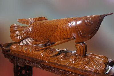 龍魚夜晚需要開燈嗎視頻：龍魚在夜間不開燈的影響