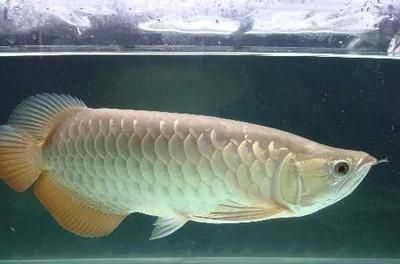 金龍魚用什么底色魚缸（金龍魚幼龍期如何挑選魚缸） 金龍魚用什么底色魚缸（金龍魚幼龍期如何挑選魚缸） 龍魚百科 第3張