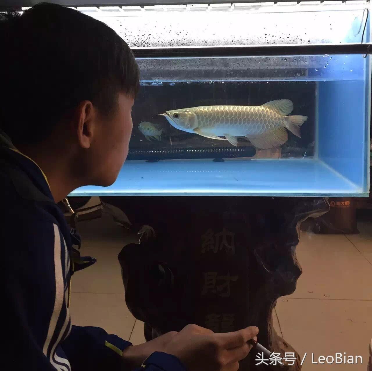 金龍魚用什么底色魚缸（金龍魚幼龍期如何挑選魚缸） 金龍魚用什么底色魚缸（金龍魚幼龍期如何挑選魚缸） 龍魚百科 第1張