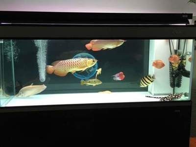 龍魚缸底濾濾材選擇指南（如何選擇龍魚缸底濾的濾材）