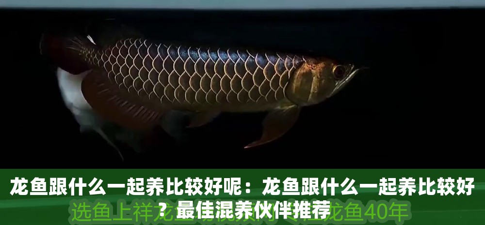 龍魚跟什么一起養比較好呢：龍魚跟什么一起養比較好？最佳混養伙伴推薦